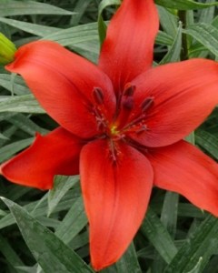 Lilium Red County